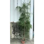 花囍園_綠化觀賞植物—澳洲茶樹--TEA TREE~提煉茶樹精油/5吋高約90-120CM/特價259