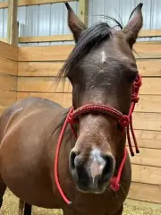 Arabian Show Halter - Horse Halter Bridle - Green Or Red - Bejeweled - OSFM