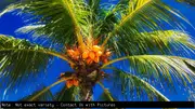 Dwarf Coconut Malay Gold Tree - Cocos nucifera