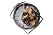 Skywalks Floor Cat Hammock – With Stand - Free shipping