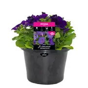 170mm Petunia Blue - Petunia hybrida