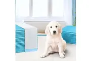 i.Pet Pet Training Pads 400pcs 60x60cm Puppy Dog Toilet Pee Indoor Super Absorbent Blue