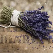 PREMIUM HIGHLY SCENTED REED DIFFUSER REFILLS - French Lavender Fragrance
