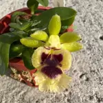 原生種 台灣香蘭 HARAELLA RETROCALLA 迷你植株 成熟植株 蘭花 一芽出貨