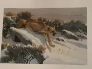 Bob Kuhn Signed In Plate "Silent As The Snow" Mountain Lion Print 1982