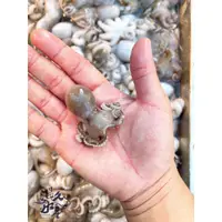 在飛比找蝦皮購物優惠-【溫久水產】澎湖野生小章魚  批發/零售/海鮮/海產/生鮮/