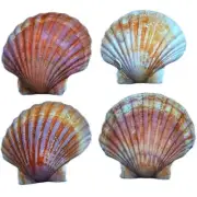Scallop Shells Beach Shells For Crafts Art Decor Natural Sea Shell 6 pcs