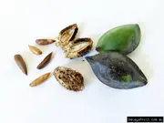 Buy Indian Almond Nut Fruit Trees (Terminalia catappa)