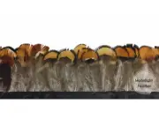 1 Yard - NATURAL GOLD Venery Pheasant Plumage Feather Trim