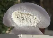 Druzy geode agate mushroom slab - gray & white sparkly crystal