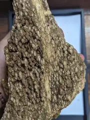 Big 6.2lb Druzy Brilliant Wood Petrified Crystal Cluster Clio Alabama Large