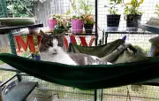 LUXURICAT HAMMOCK, DARK OLIVE & BOTTLE GREEN REVERSIBLE, CAT BED, CAT LOUNGER