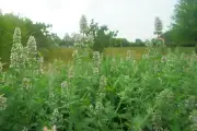 Scoot & Newts Premium Dried Catnip Flowers