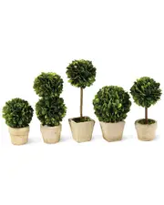 Napa Home & Garden Set of 5 Mini Topiaries