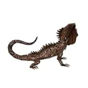 Sill & Sage Rust Lizard 52.5cm Home/Garden Decor Outdoor Lawn Ornament
