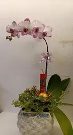 鏡面白紋盆 [ 粉白色蝴蝶蘭盆栽 淺紫白色蘭花盆栽] 活體花卉盆栽 過年送禮蘭花盆栽 ~先確認有沒有貨~