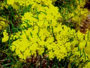 Buy Fringe Wattle Trees - Acacia fimbriata