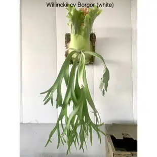 白毛高冠波哥鹿角蕨 P.willinckii cv borgor (white)泰國母本 穩根好養 一物一拍