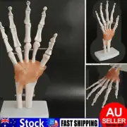 Life Size Flexible 1:1 Human Foot Ankle Anatomy Model Human Foot Skeleton Model℃