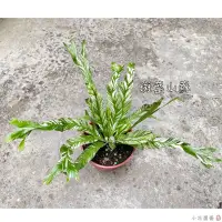 在飛比找蝦皮購物優惠-小花園藝 斑葉山蘇 山蘇  3吋盆 $300