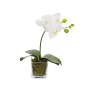 Glamorous Fusion Orchid 32cm White Artificial Faux Plant Decorative Arrangement