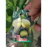 在飛比找蝦皮購物優惠-李家果苗 麻豆文旦柚 4吋半盆 嫁接苗 高度70-90公分 