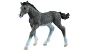 Trakehner Foal