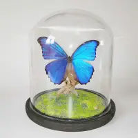 在飛比找蝦皮購物優惠-真蝴蝶標本 大藍閃蝶標本 三八節玻璃罩歡樂女神閃蝶永生花擺件