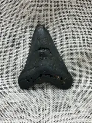 Ancient Megalodon Shark Tooth