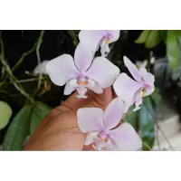 在飛比找蝦皮購物優惠-Phal.schilleriana 實生板植粉白雙色型西蕾麗