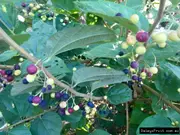 Buy Phalsa Fruit Trees/Plants in Australia (Grewia asiatica)