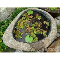 在飛比找蝦皮購物優惠-【園藝家景觀資材網】自然形水缽花器＊青斗石水缽＊直徑120 