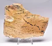 MICROBIAL MAT, STROMATOLITE STRELLEY POOL POLISHED SLICE, AUSTRALIA S1146