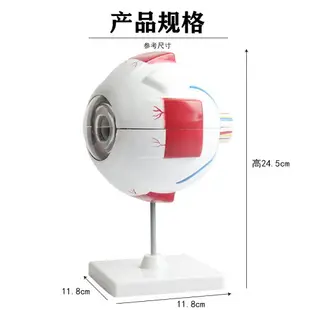 眼球模型可拆卸 眼球解剖放大模型 6倍眼睛構造模型眼科眼眶包郵