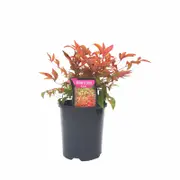140mm Dwarf Sacred Bamboo - Nandina domestica ‘Nana’