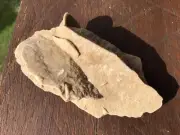 Bladed Barite & Gypsum Desert Rose From Namibia