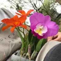 在飛比找蝦皮購物優惠-賣花小女孩Cattleya 迷你嘉德麗雅蘭 2.5吋（1月開