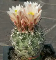 Sclerocactus mesae verdae SB 303 f. hooked spines - 10 seeds -VERY RARE