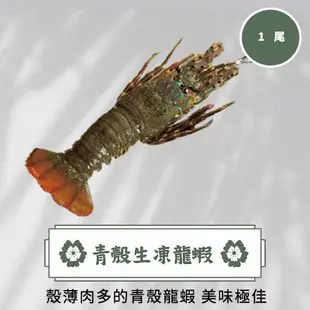 青殼生凍龍蝦(150~200g/尾)／團購／美食／冷凍799免運