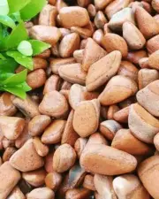 High Top Quality Hydroponic Expanded Clay Balls (2kg) Bag Pebbles Pellets SL