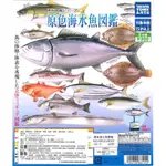 【現貨】T-ARTS原色海水魚圖鑑-班點莎瑙魚