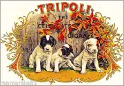 Tripoli Jack Russell Terrier Dogs Vintage Cigar Tobacco Box Crate Label Print