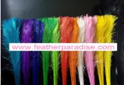 Dyed and bleached Peacock Eye Feathers 40-45 inches 12 Pieces Orange(GA, USA)