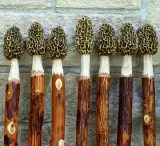 Morel Mushroom Hickory Hiking Stick