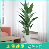 在飛比找樂天市場購物網優惠-仿真植物美人蕉仿生綠植盆栽假樹北歐風室內客廳大型擺件裝飾盆景