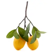 2 Sets of Artificial Lemon Stems with 2 Lemons each