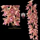 100mm Cymbidium Orchid clone MER4271 Kristianne 'Marie Kalimna'