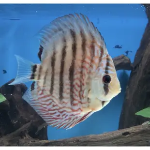 超美❤️ 綜合七彩神仙飼料 活餌飼料 七彩神仙魚 天子藍七彩 紅妃七彩 豹點七彩 七彩神仙魚 神仙魚