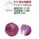 【蔬菜工坊】B19紫色高麗菜種子