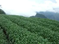 在飛比找Yahoo!奇摩拍賣優惠-【御品茗茶】茶農自產~大禹嶺.梨山.杉林溪.阿里山烏龍茶四合